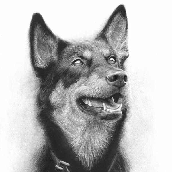 Commissioned pet drawing/dog drawing by Singapore artist Liu Ling