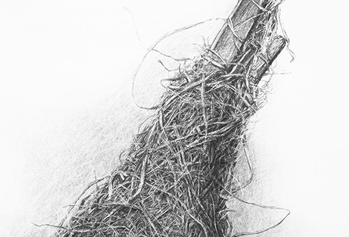 Bird Nest No.6 - detailed charcoal drawing of nature still life by Singapore contemporary artist Liu Ling