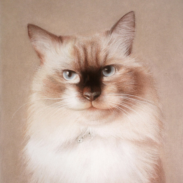 custom portrait drawing of cat