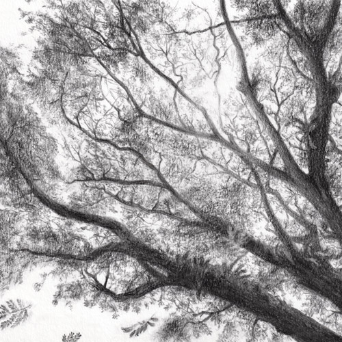 Commissioned pencil drawing of a tree