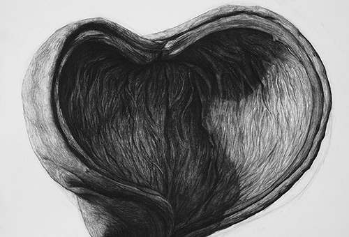 Organic Shape No.4 - realistic detailed charcoal drawing of nature by contemporary Singapore artist Liu Ling