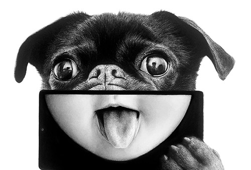 Black and white dog drawing