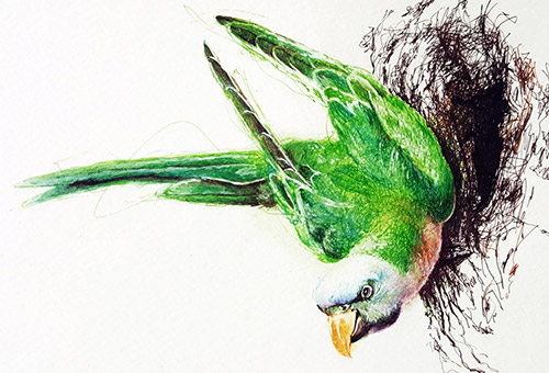 Bird No.2 - Realistic pen drawing of a bird, wild-life nature art by Singapore artist Liu Ling