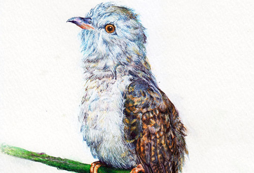 Bird No.3 - Realistic animal drawing in pen, wild-life nature art by Singapore artist Liu Ling