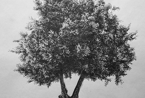 Tree No.1 - black and white nature art in pen and ink by contemporary Singapore artist Liu Ling