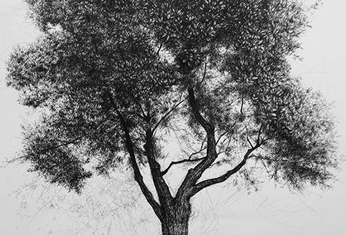 Tree No.3- beautiful pen and ink art of nature still life drawing by Singapore contemporary realist artist Liu Ling